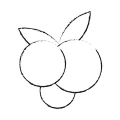 blueberry fruit icon image vector illustration design 