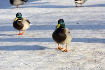 males ducks are on the snow, Sunny day