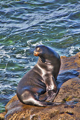Fototapeta premium Handsome Seal sunning himself on the Rocks in La Jolla, California.