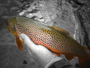 Brown trout