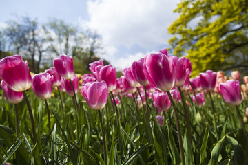 Spring tulips in the garden, spring blossom