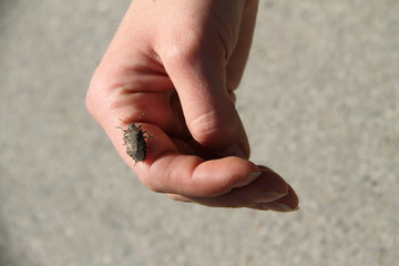 Bug Hand