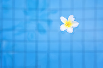 Fototapeta na wymiar Plumeria, white flower floating on blue water at swimming pool.