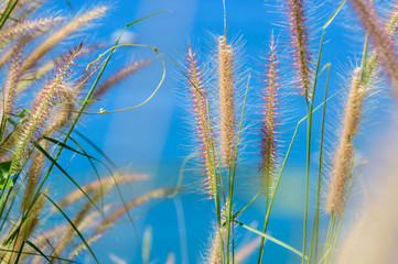 Grass field in the wind