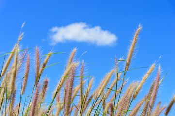 Grass field in the wind