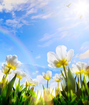 Fototapeta art Spring tulip flower on blue sky background  Happy Easter Day