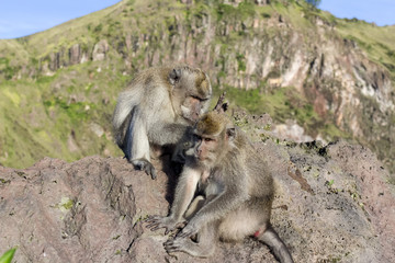 A pair of monkeys in the open nature, look after each other. On Vulcan Batur Bali. The height of 2000 meters above sea level. The female and male.