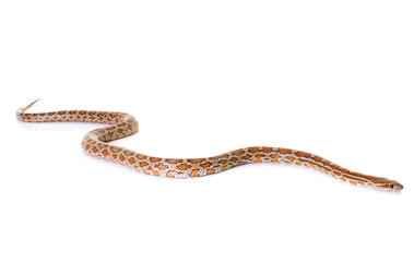 corn snake in studio