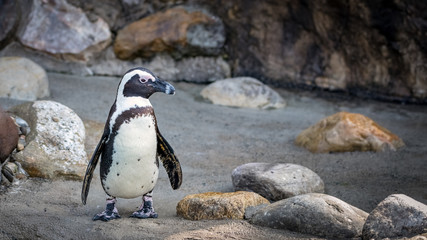 Naklejka premium African penguin standing surrounded by rocks looking right