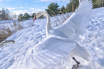 Fototapeta premium Running a swan with outstretched wings