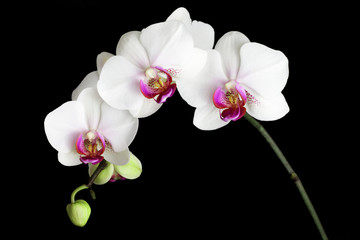 white orchids isolated on black