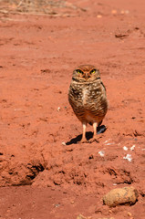 coruja buraqueira (Athene cunicularia) próximo ao seu ninho no chão