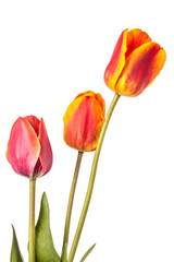 Obraz premium Isolated tulip Flowers on a white background
