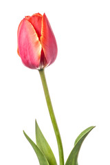 Isolated pink tulip flower on a white background