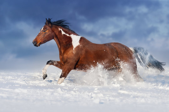 Pinto horse run gallop in winter snow field
