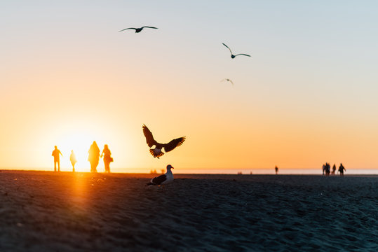 Several birds in front of a sunset in Venice Beach, Los Angeles California, with silhouettes in the background.