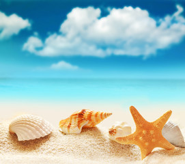 Seashells photos, royalty-free images, graphics, vectors & videos ...
