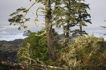 Green trees and moss in front of Pacific Ocean
