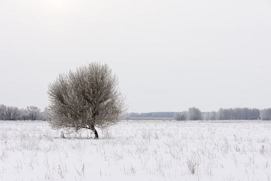 trees and the winter landscape