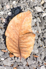 The leaf on pebble texture on nature background.