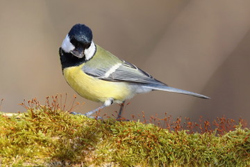 Parus major, Blue tit . Wildlife landscape, titmouse sitting on a branch moss-grown..  Europe, country Slovakia.