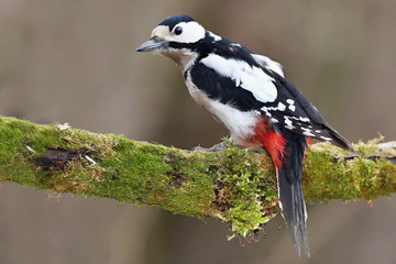 Dendrocopos major, Great spotted woodpecker . Great spotted woodpecker walking on a tree, looking for food.. Wildlife. Europe Country Slovakia.