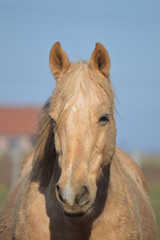 Obraz premium Cheval