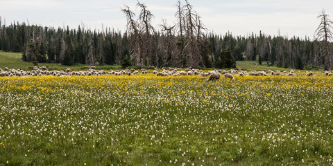Obraz premium Sheep Dog guarding a herd of sheep