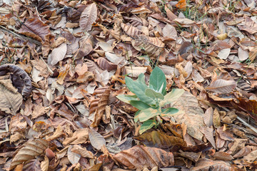 Tree, small plant growing  among the dry leafs with space area 