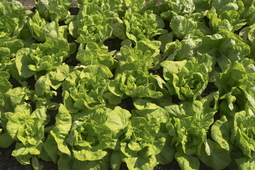Fresh green organic lettuce in garden
