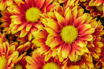 closeup yellow chrysanthemun flowers