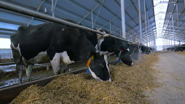 Cows on modern farm. 4K