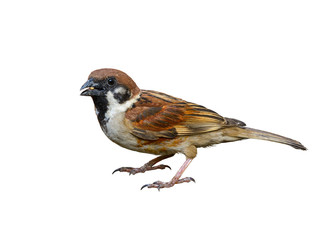 Eurasian Tree Sparrow or Passer montanus, beautiful bird standing with white background.