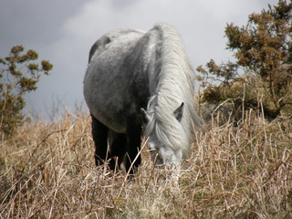 Horses Dartmoor © BKołodziej