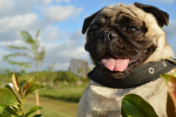 The pug