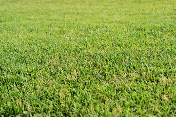 Green grass texture or background
