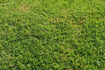 Green grass texture or background