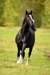 Beautiful black Arabian  Horse Stallion cantering in meadow,  towards camera.