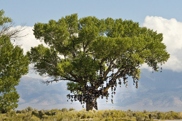 Shoe tree