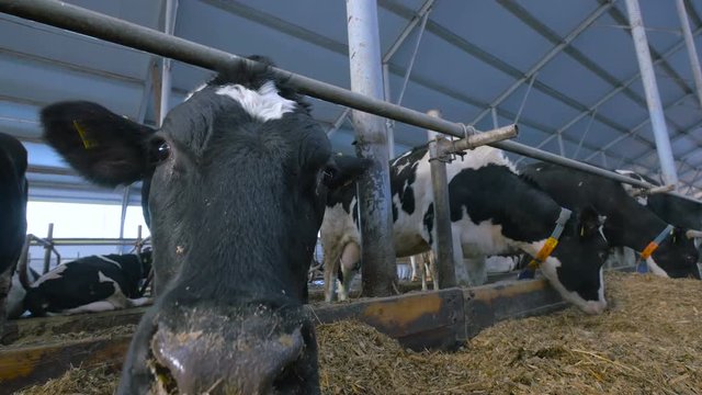 Curious dairy cow looking into camera. Extreme close up. 4K.