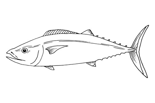 Vector tuna fish hand drawn illustration. Ink outlines sketch with marine animal swimming in the ocean