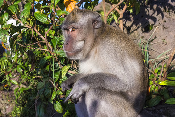 The monkey in the wild, volcano Batur. Bali Island, Indonesia. 2000 meters above sea level.