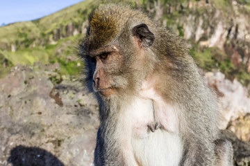 The monkey in the wild, volcano Batur. Bali Island, Indonesia. 2000 meters above sea level.
