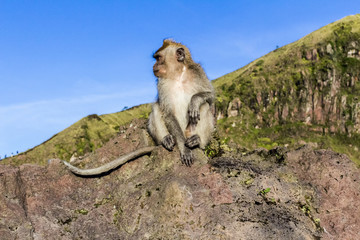 The monkey in the wild, volcano Batur. Bali Island, Indonesia. 2000 meters above sea level.