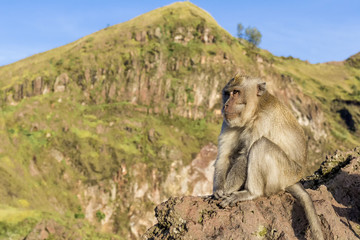 The monkey in the wild, volcano Batur. Bali Island, Indonesia. 2000 meters above sea level.