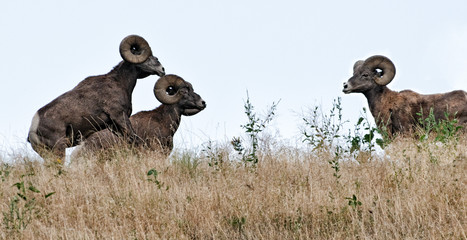 Bighorn Rams Face Off