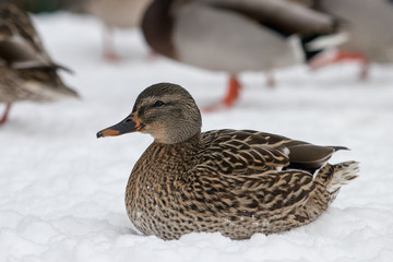 Mallard Duck
