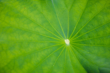 Close up lotus leaf with morning light.