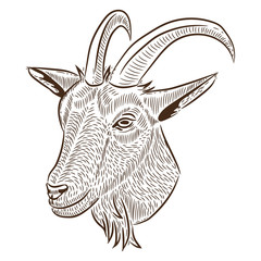 freehand drawing, a portrait of a goat, vector