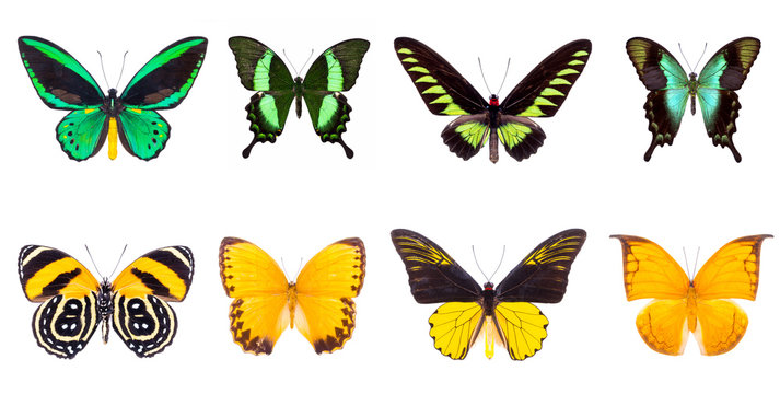Set of beautiful and colorful butterflies isolated on white.